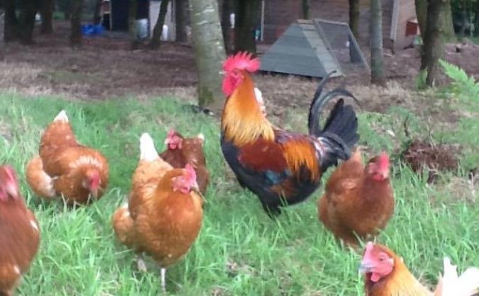 Golcar Free Range Eggs