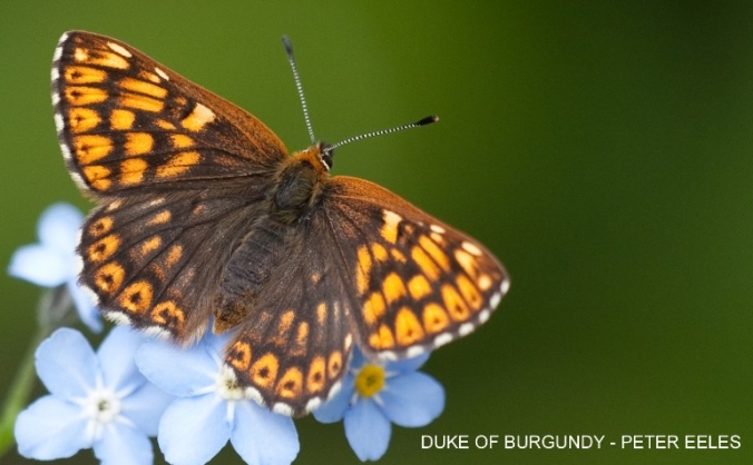 Save the Dukes of the North York Moors