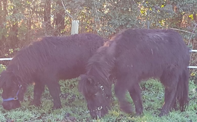 ALONE Rescue - save the ponies