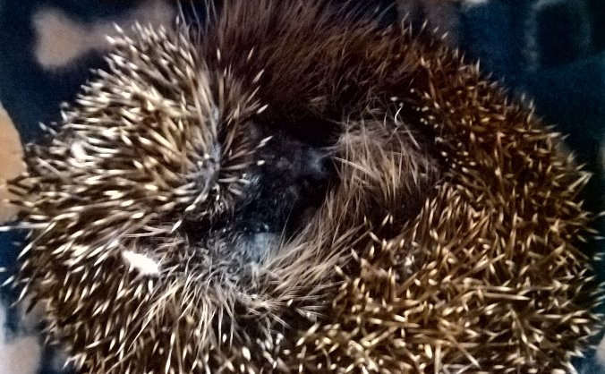 Forth hedgehogs new hospital