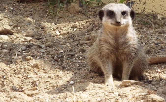 Building the Meerkats New Home!