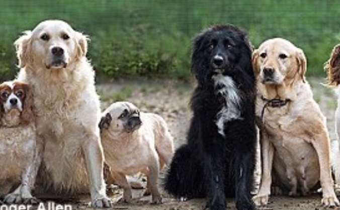 Many Tears Animal Rescue Fundraiser