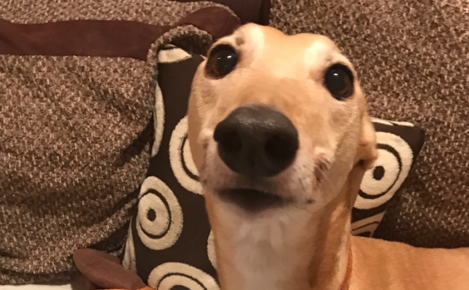 Greyhoundboutiquehotel