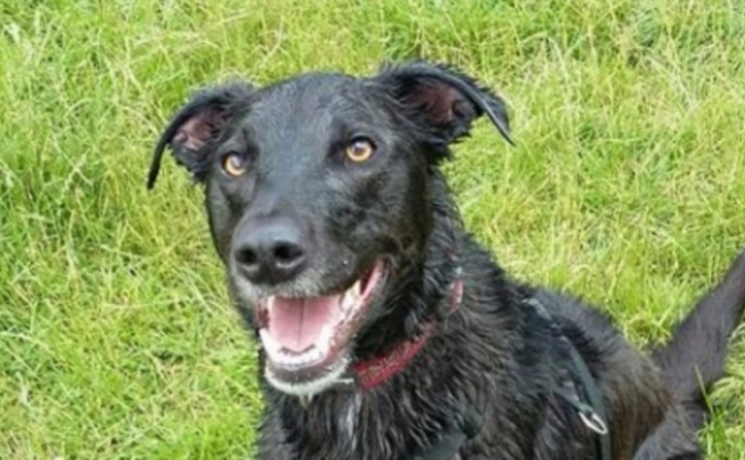 Give Tom a Home