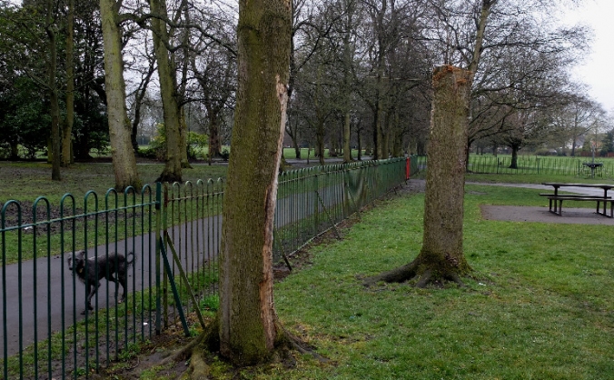 Longford Park tree carvings