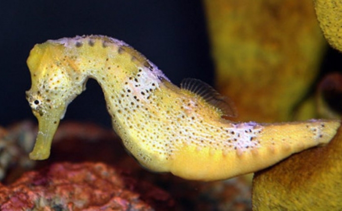 Research into colour changing seahorses