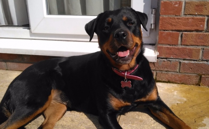Roxy's operation fund