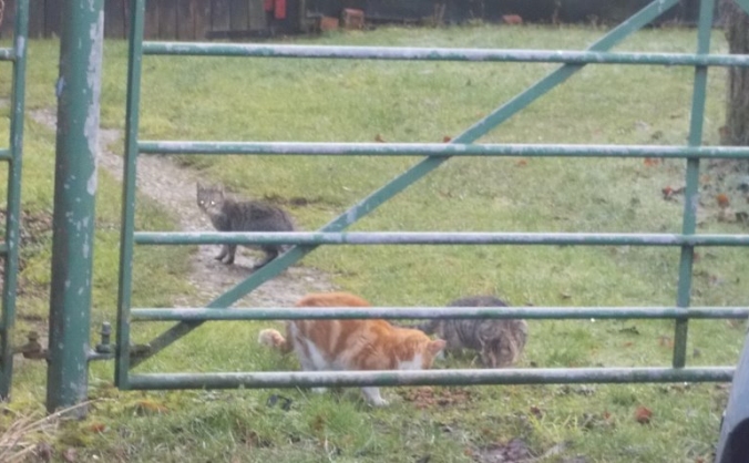 Langwith ferals