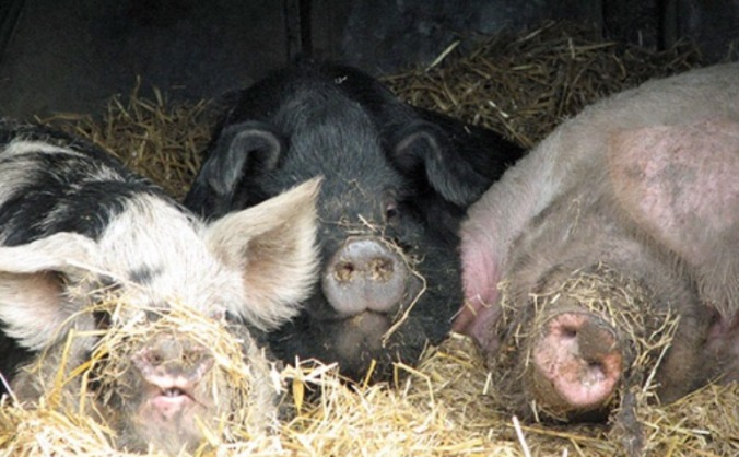 The Farm Animal Sanctuary Goes Shopping!