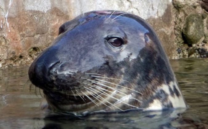 Brixham Marine Conservation Project