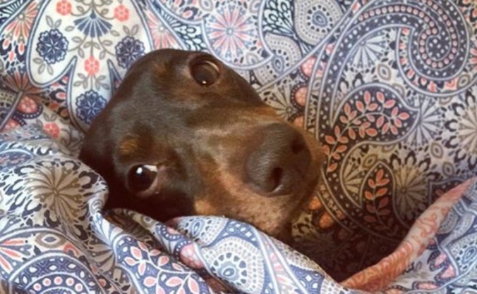 Molly the Dachshund's life saving back operation