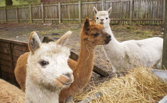 Alpaca Care Fund
