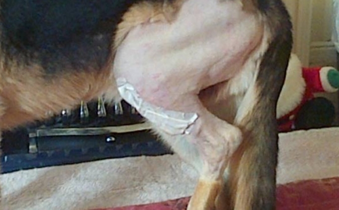 Please Help Zeus & I