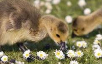 Eco- Friendly Feathered Lawn Mowers