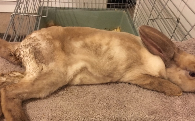 Rex rabbit rescue