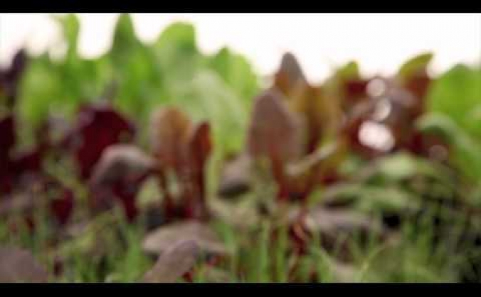 Sutton Community Farm: VegBag Scheme