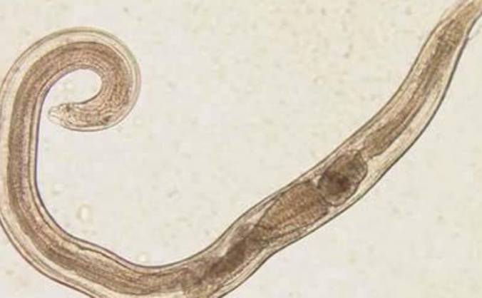 Parasitology masterclass in Sri Lanka.