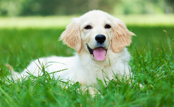 Pet alert system
