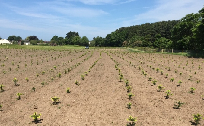 Christmas Tree Farm