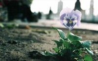 The Pansy Project
