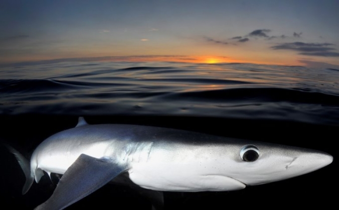 UK Blue Shark Project 2017