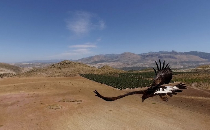 Aerial Photography and Videography Startup
