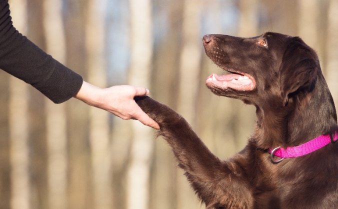 National Ethics in Dog Training Event