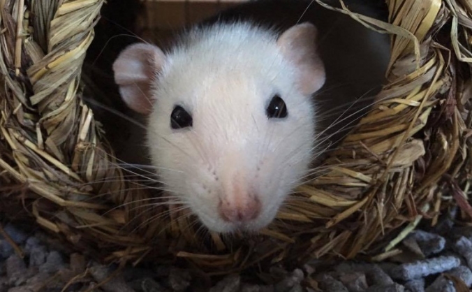 Help Fund Peggys Operation!