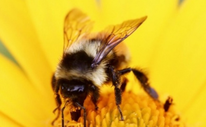 Save the British Bees! Cider & Honey Education