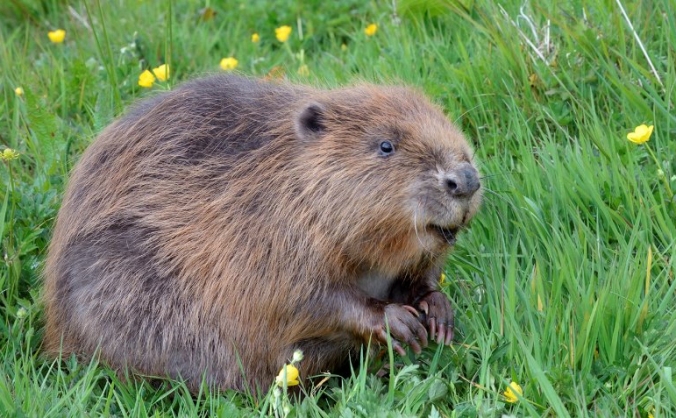Bring Beavers Back to Cornwall