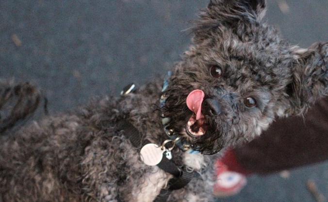 Gizmo's Gremlins - Our Vegan Doggy Daycare!
