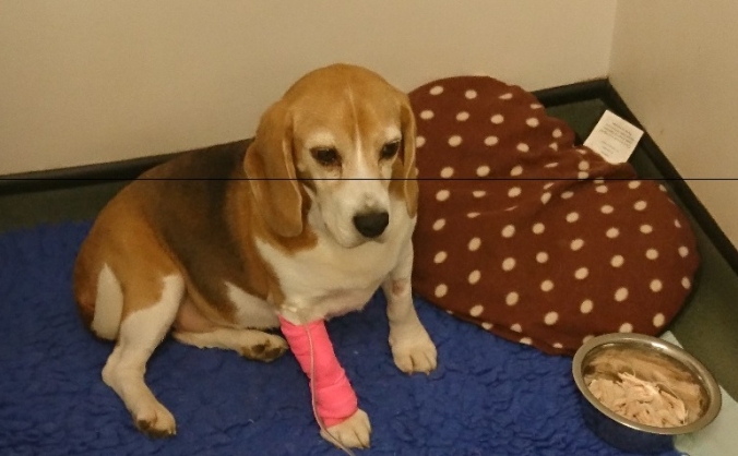 Sophie the beagle's operation and treatment