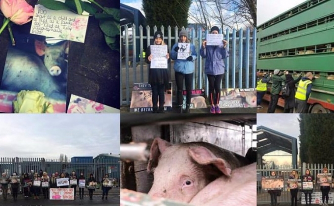 West Midlands Animal Save Fundraising