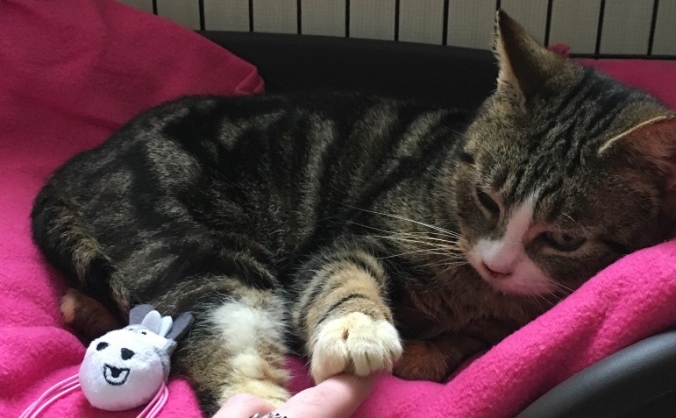 Appeal for rescue cats Paisley & Paiton