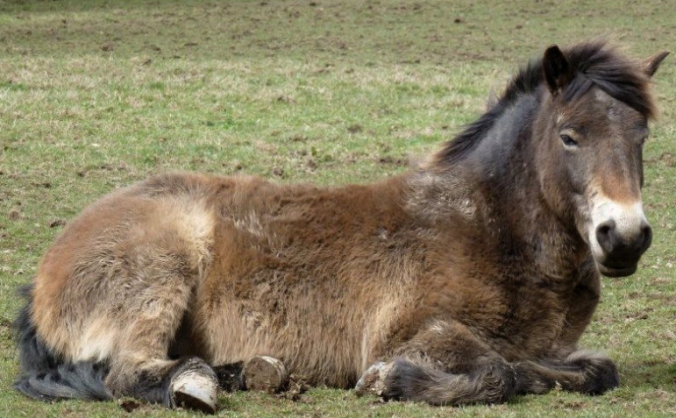 Save the Exmoor Pony Centre