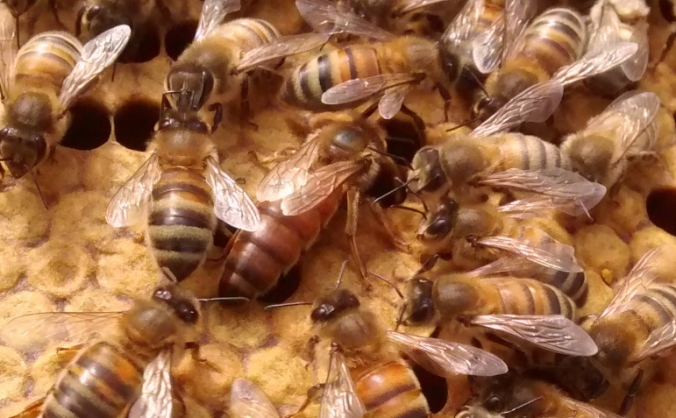 More bees please, Twinways bee breeding project