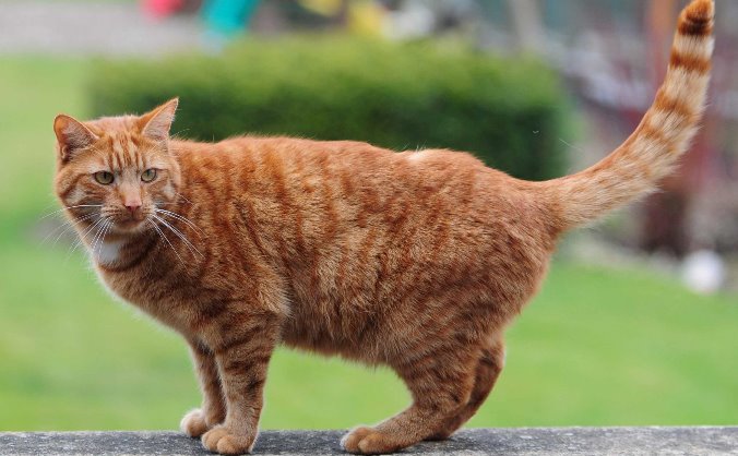 Please HELP Bernard the Cat!