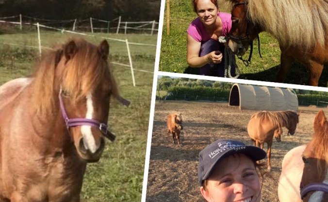 Save Pony Rescue - Animal Shelter