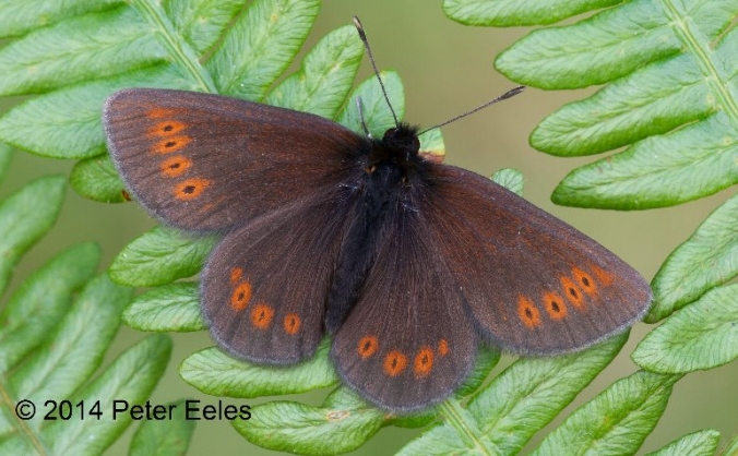 Giving mountain ringlets a brighter future