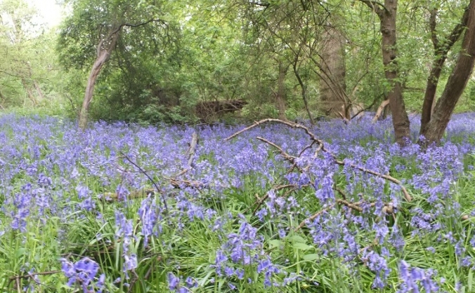 The Riddy Wood Project