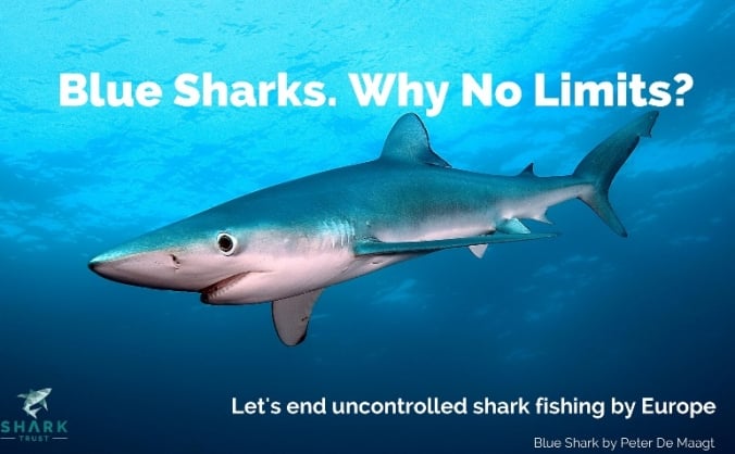 No Limits? Stop uncontrolled shark fishing