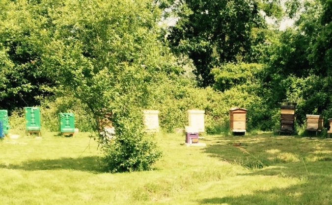 Buzzing with Bees