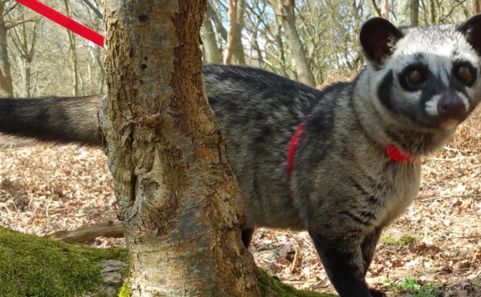 Help Our Asian Palm Civet!