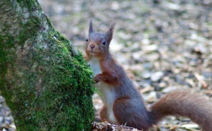 Great British Wildlife Encyclopaedia