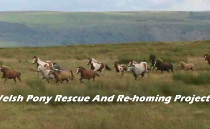 Welsh Ponies Re-homing Project