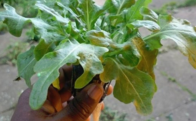 PROGENITOR HYDROPONICS
