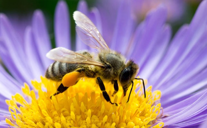 Bee Creative