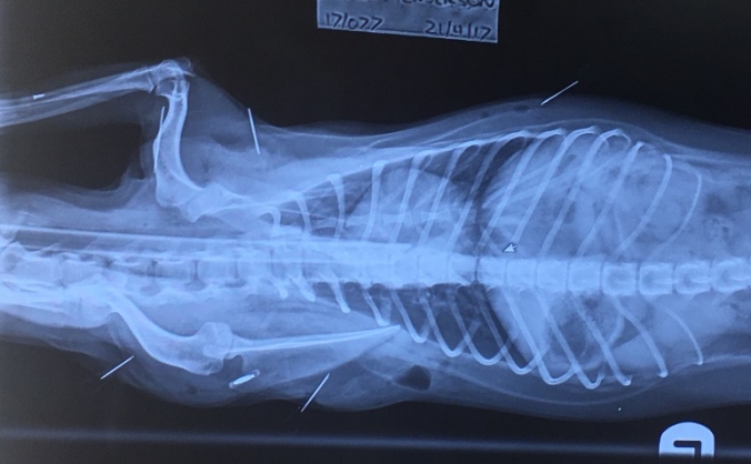 Casper Seizure's surgery bills
