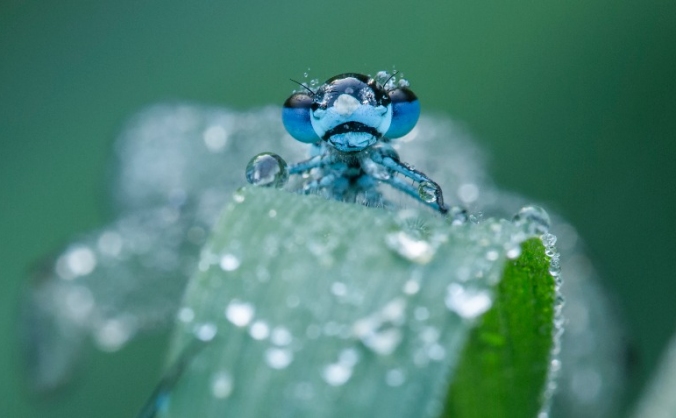 Forgotten Little Creatures