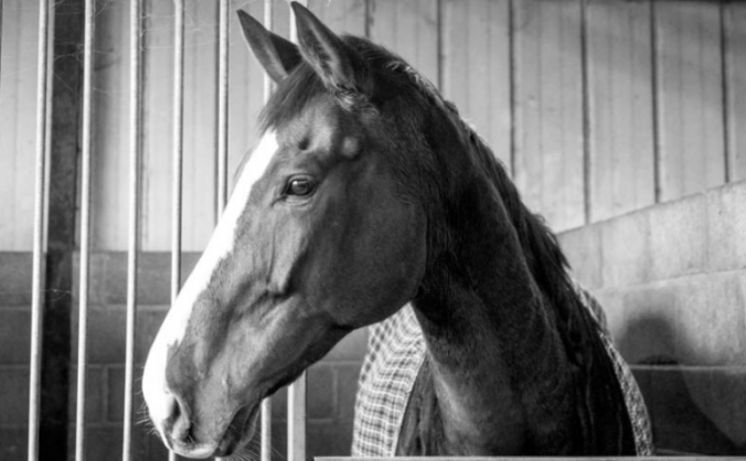 The Racehorse Welfare Centre